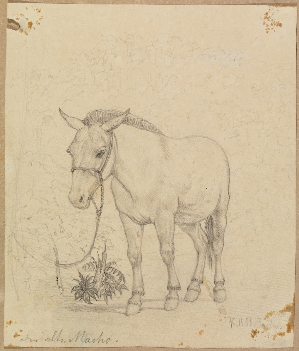 Studie der alte Macho von vorne leicht seitlich 1858
