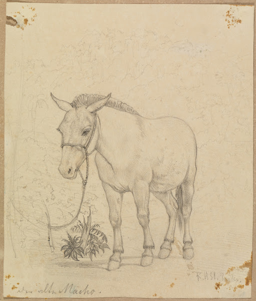 Studie der alte Macho von vorne leicht seitlich 1858