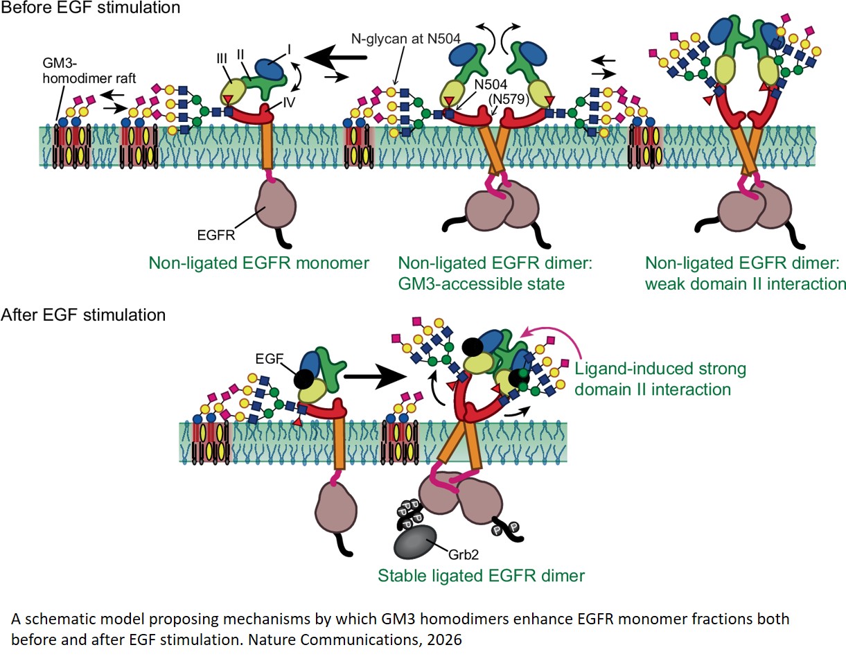 Key cancer-related receptor is regulated by glycan interactions on cell surfaces