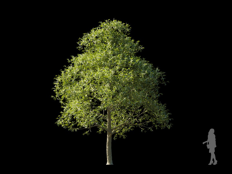 Maxtree - Plant Models Vol.120