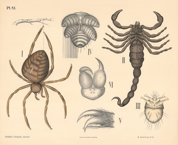Edderkopper 1881