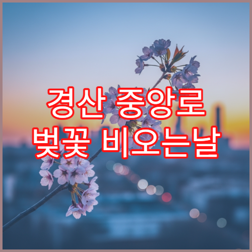 경산 중앙로 벚꽃 비오는날 대체 카페 테라스 뷰 명소 실시간 안내