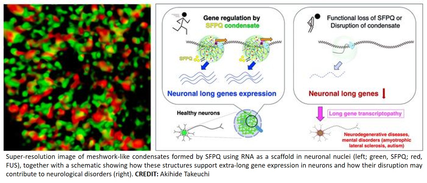 A new mechanism for reading extra-long genes in neurons