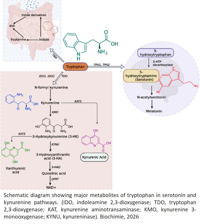 Exercise-driven changes in tryptophan metabolism leading to healthy aging