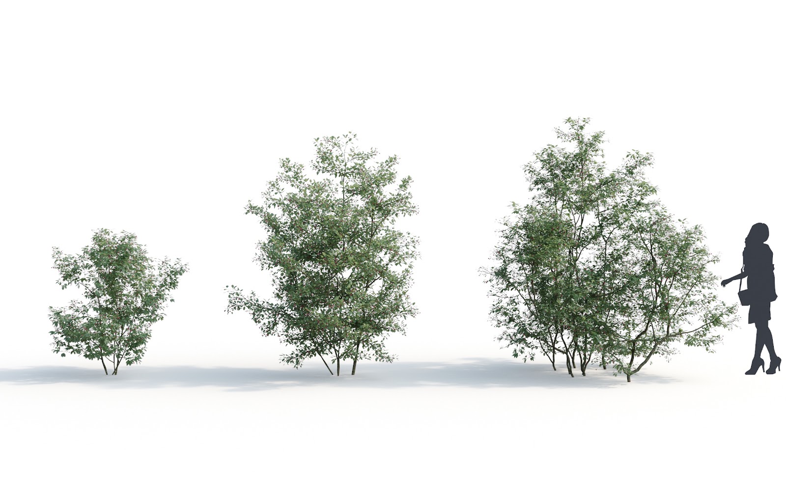 Maxtree - Plant Models Vol.6