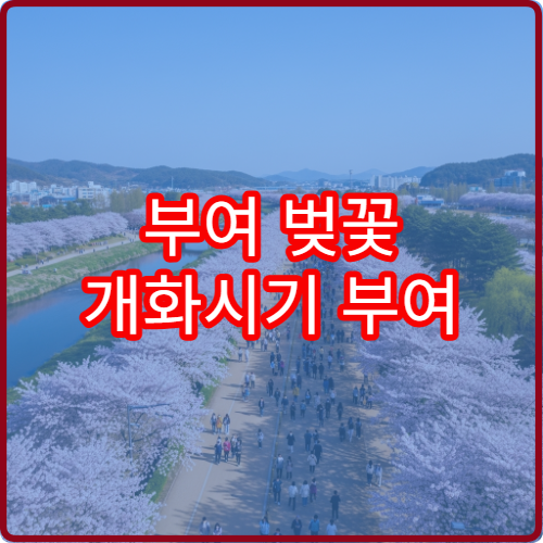 부여 벚꽃 개화시기 부여 봄꽃 절정 예상