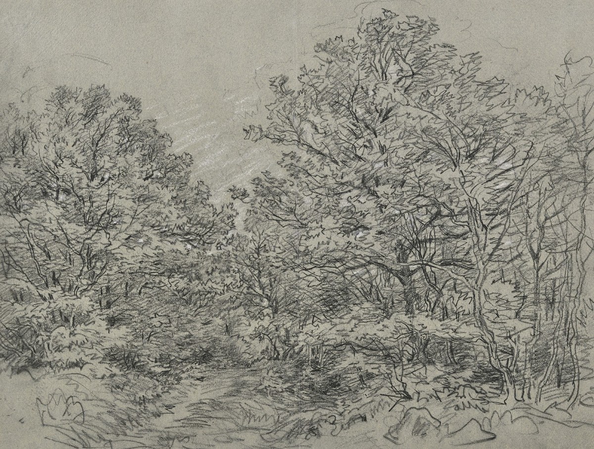 Forest section