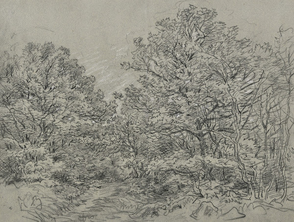 Forest section