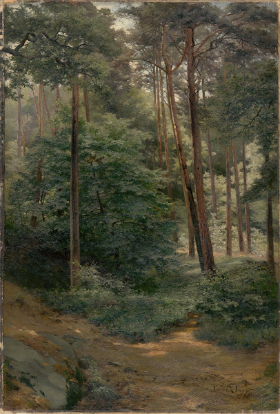 Forest 1894