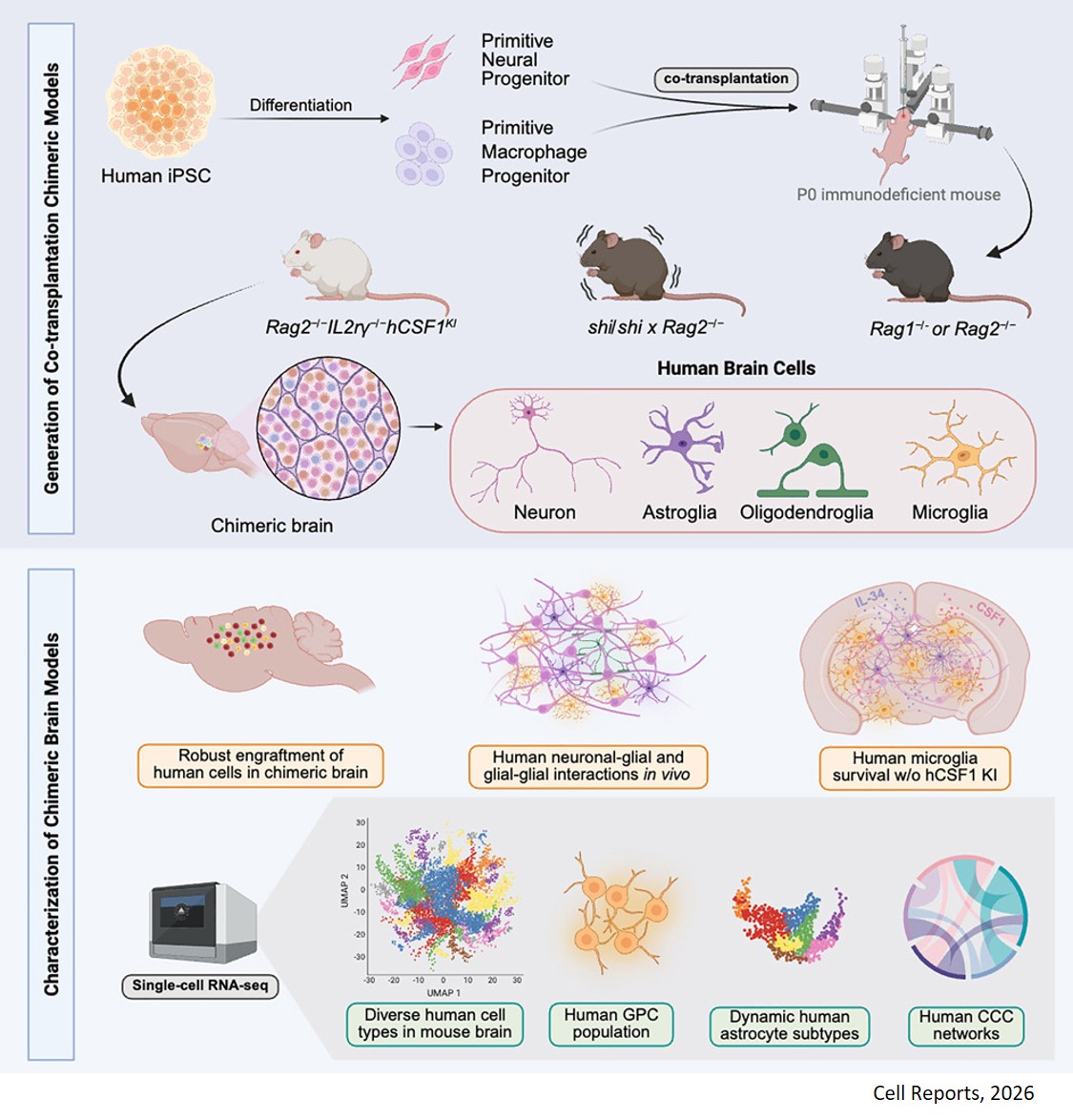 Chimeric brain models to study human glial-neuronal and macroglial-microglial interactions