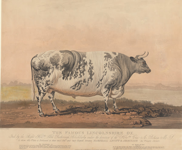 The Famous Lincolnshire Ox 1823