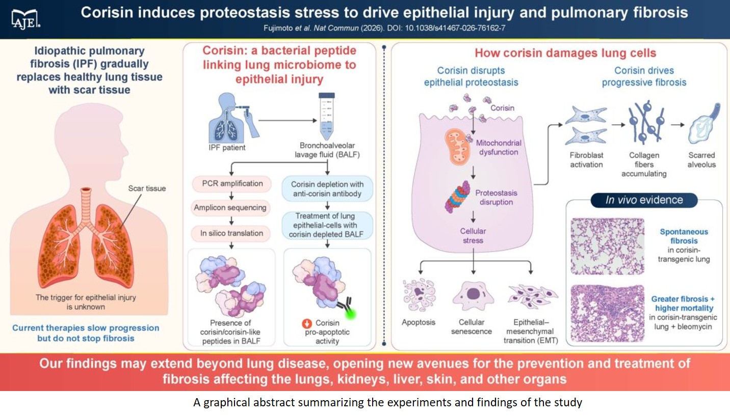 Corisin induces proteostasis stress to drive epithelial injury and pulmonary fibrosis