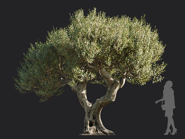 Maxtree - Plant Models Vol.113