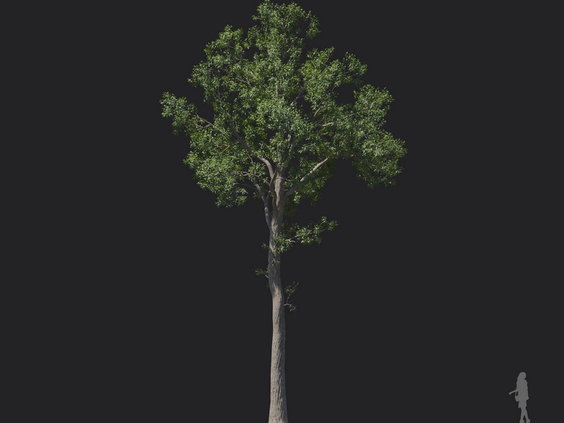 Maxtree - Plant Models Vol.121