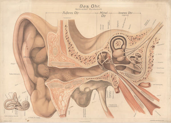 The ear 1916