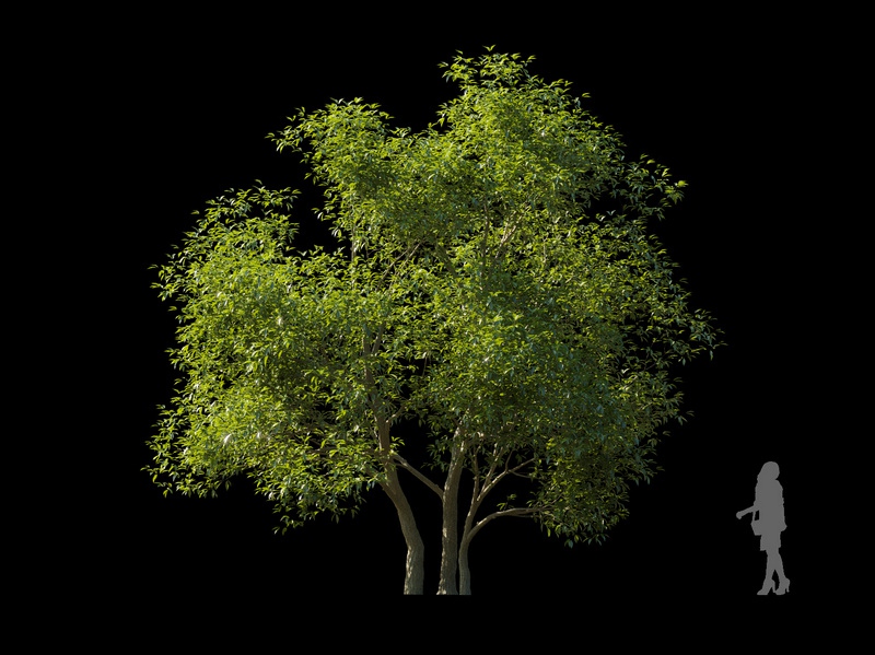 Maxtree - Plant Models Vol.120