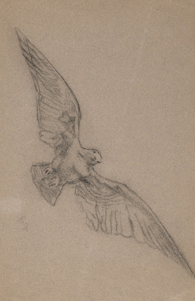 Bird in Flight 1890   1900