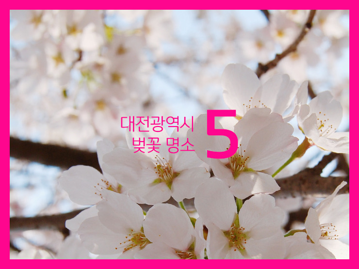 갑천변 벚꽃 산책길