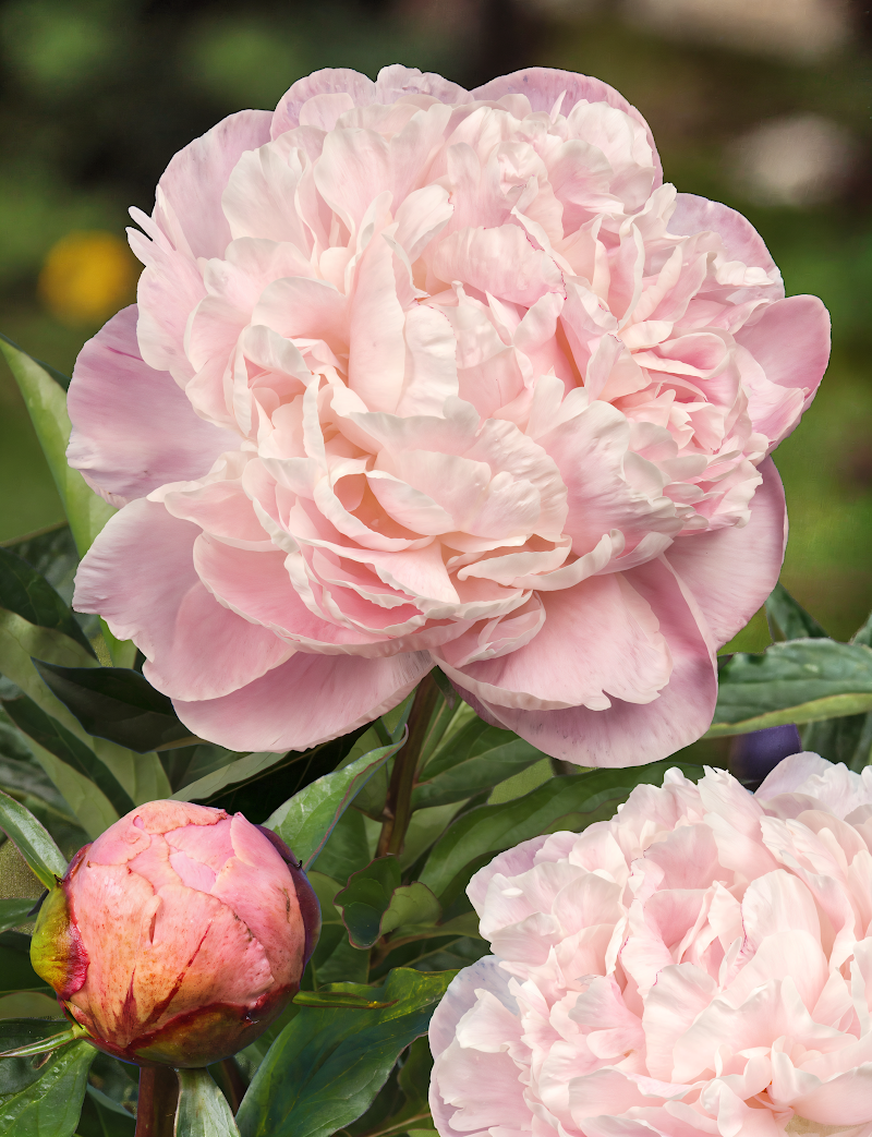 Paeonia lactiflora 'Nick Shaylor': maestosi fiori bianchi doppi in piena fioritura in giardino, un simbolo di eleganza.