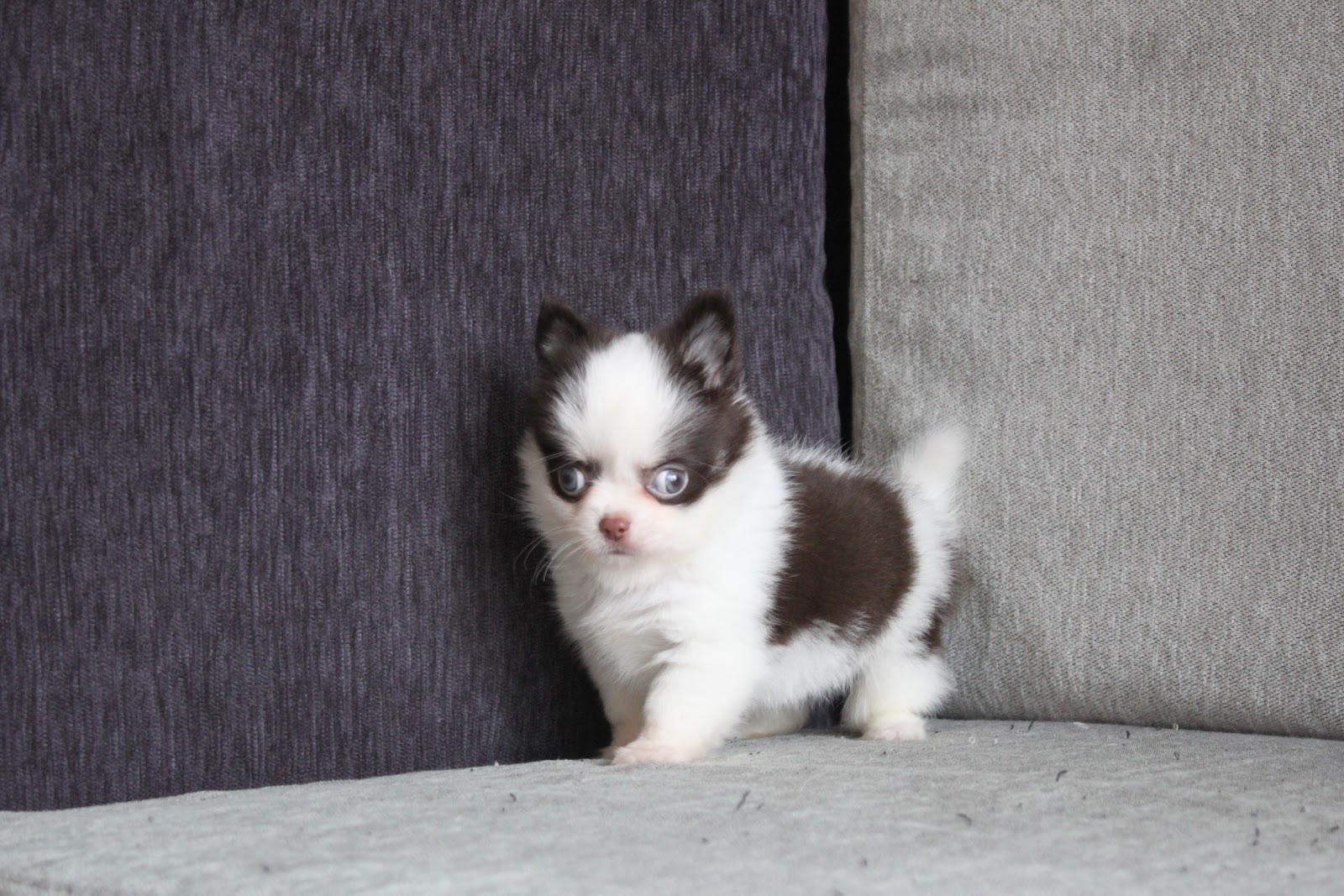 1/22出生 高端優質迷你長毛吉娃娃巧克力白花妹妹