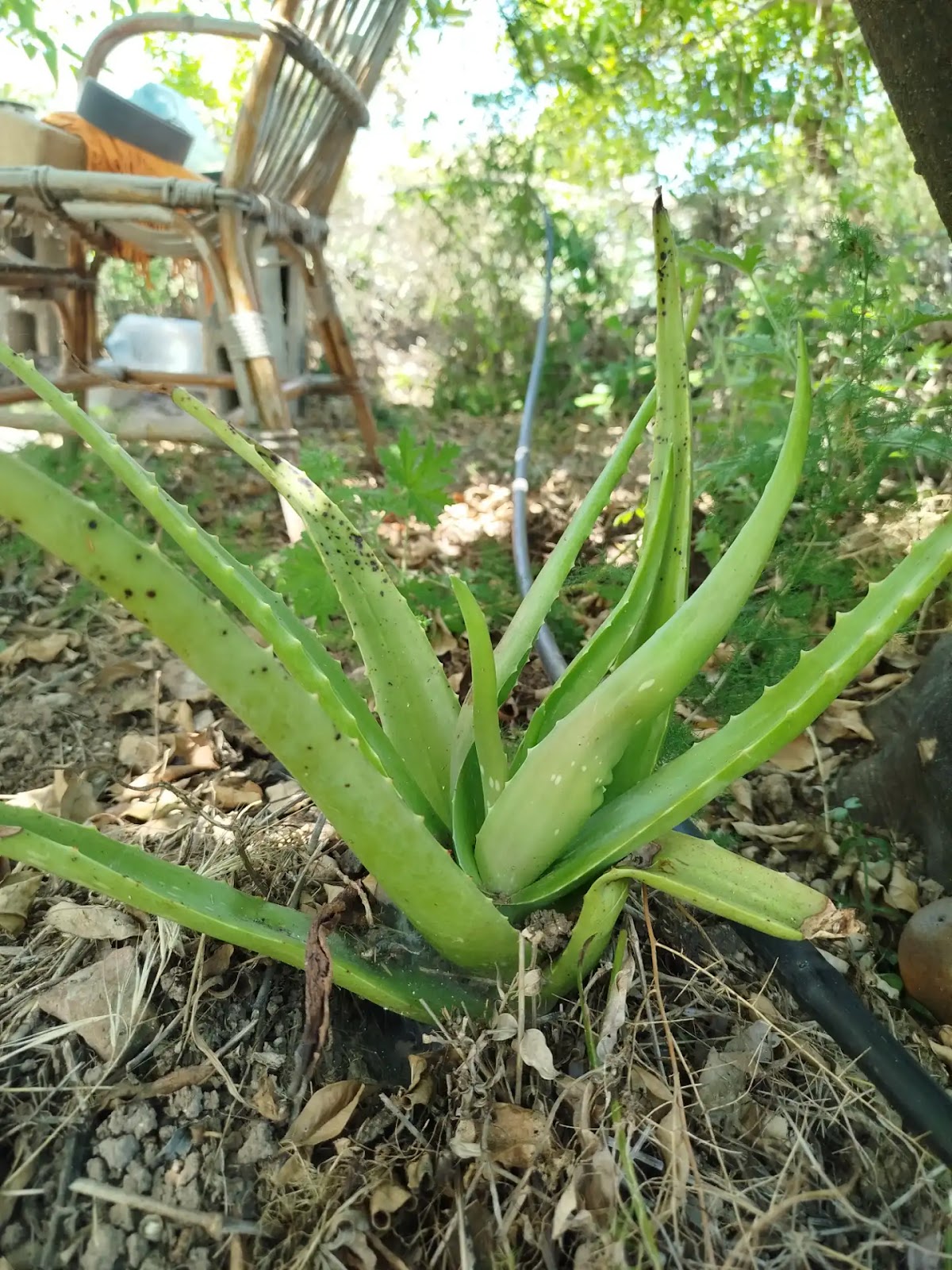 Finca MajiKa