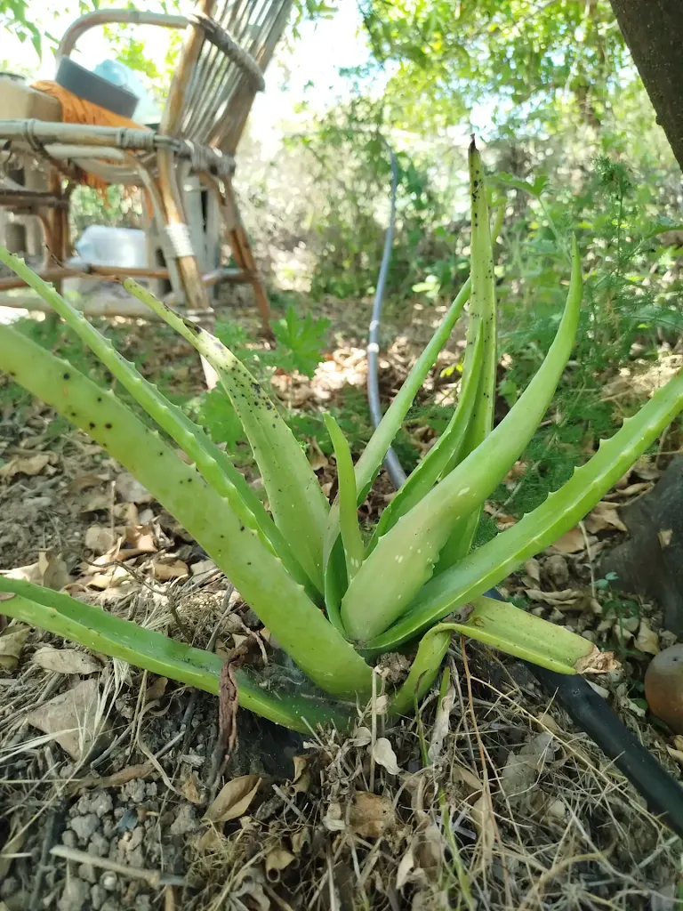 Finca MajiKa
