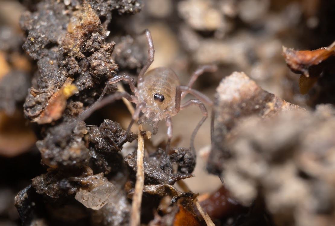 Rilaena triangularis