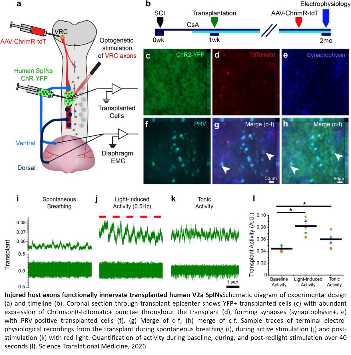 Human spinal interneurons repair the injured spinal cord through synaptic integration