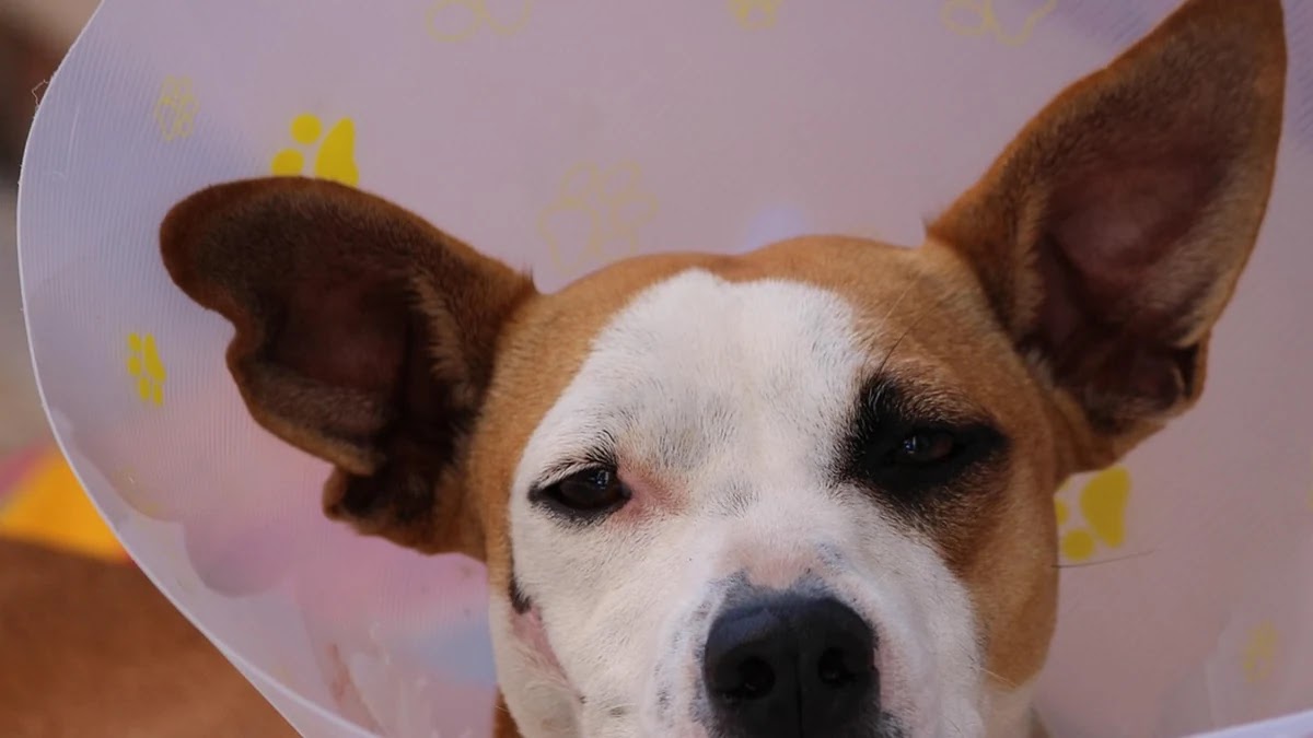 고생 끝에 낙이 온다 속담의 뜻과 유래