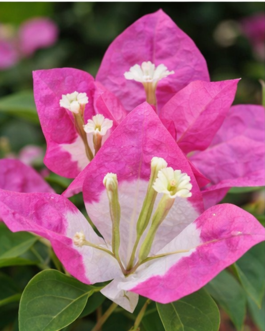 Imported Lipstick Bougainvillea Plant — view 2