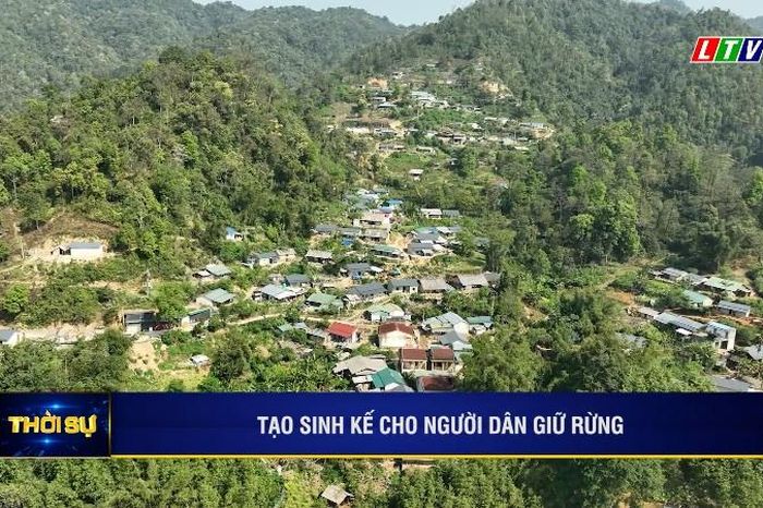 TẠO SINH KẾ CHO NGƯỜI DÂN GIỮ RỪNG - Báo Lai Châu