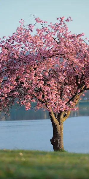 Cherry Blossom, Springtime, Lakeside, Nature Photography 5K Wallpaper Background
