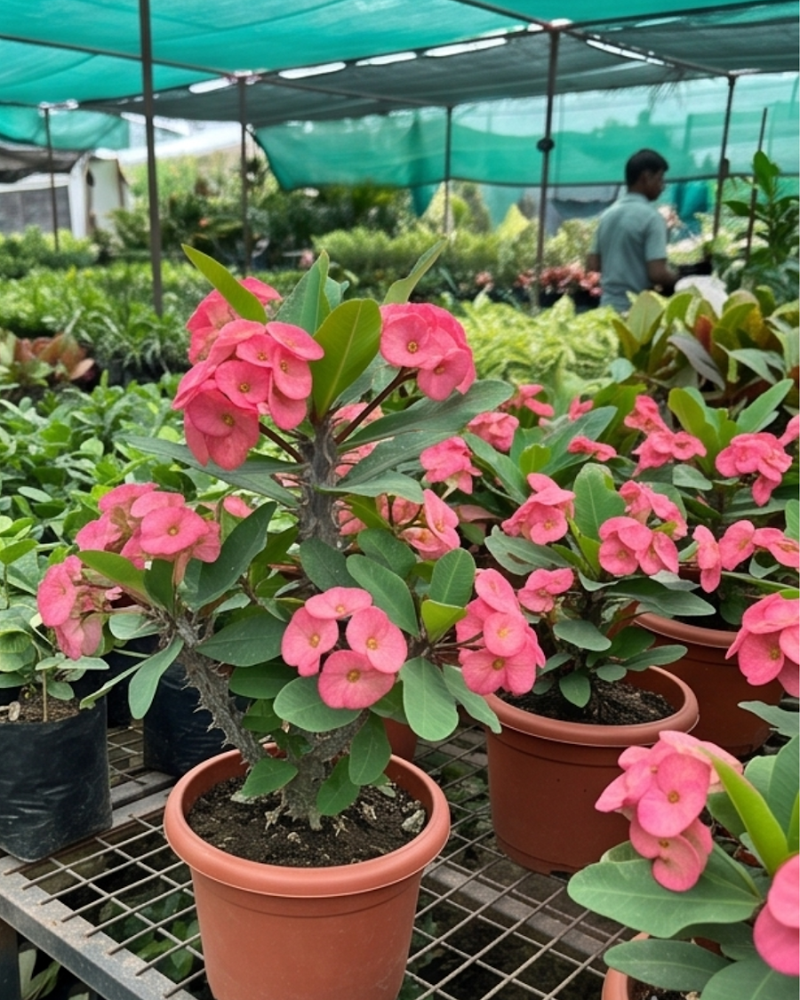 Euphorbia Milii Pink Plant — view 5