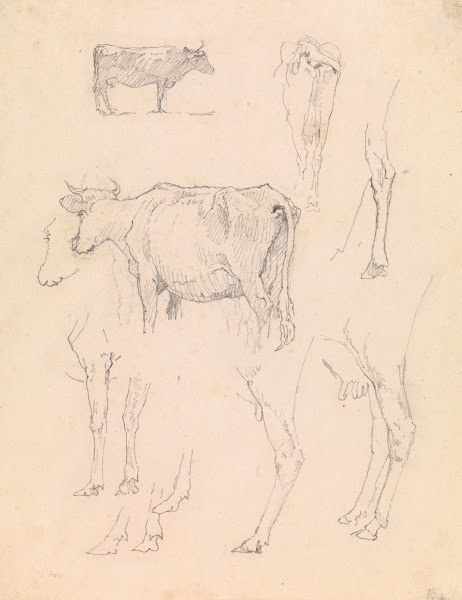 Køer 1836