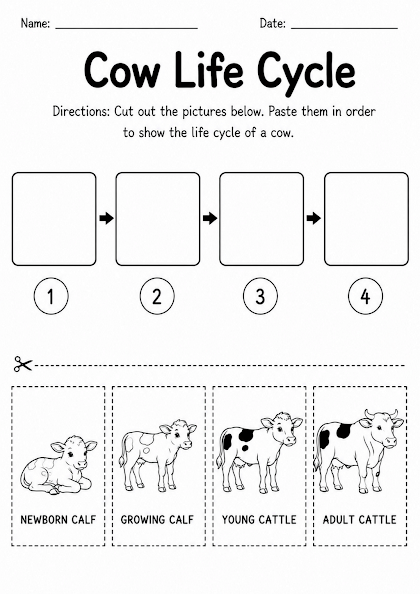 Cow Life Cycle Worksheet