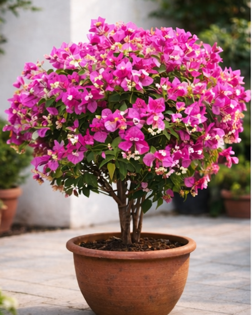 Imported Lipstick Bougainvillea Plant