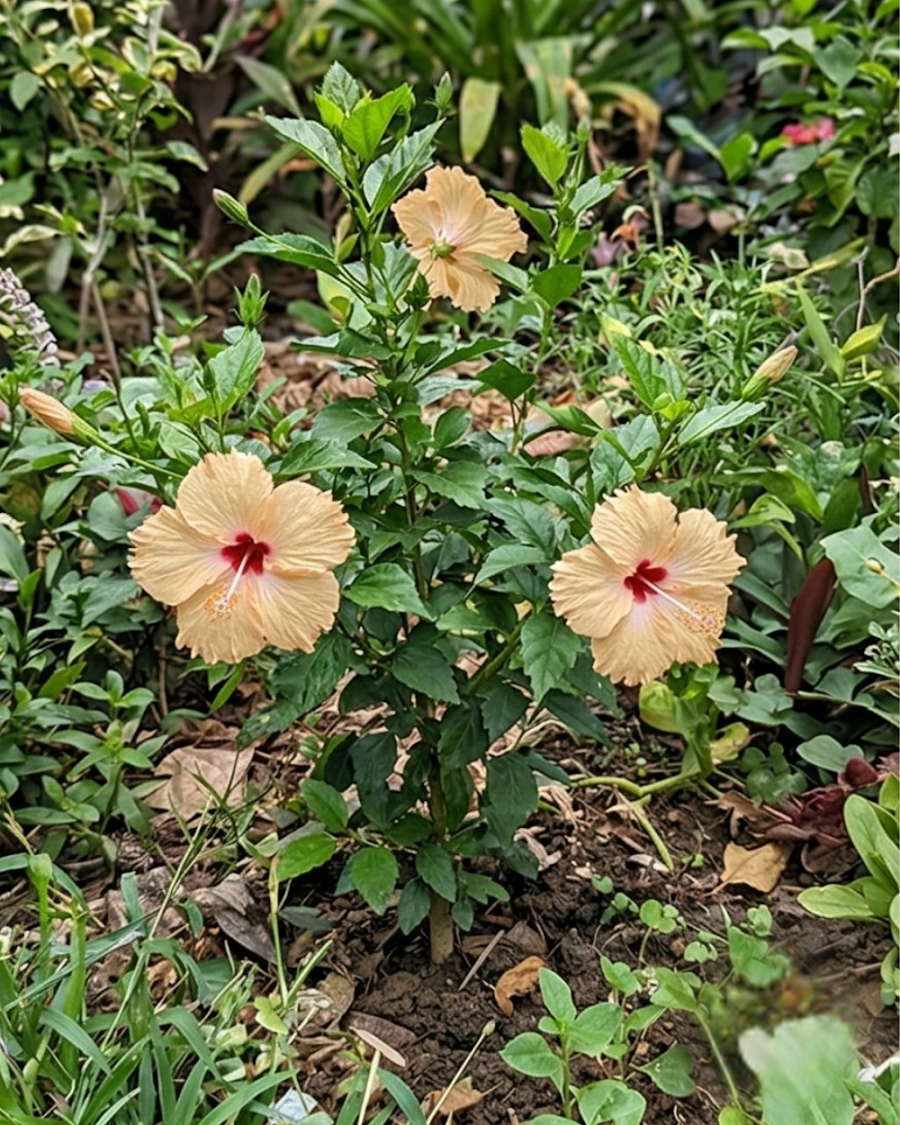 Hibiscus Cream Flower Plant — view 4