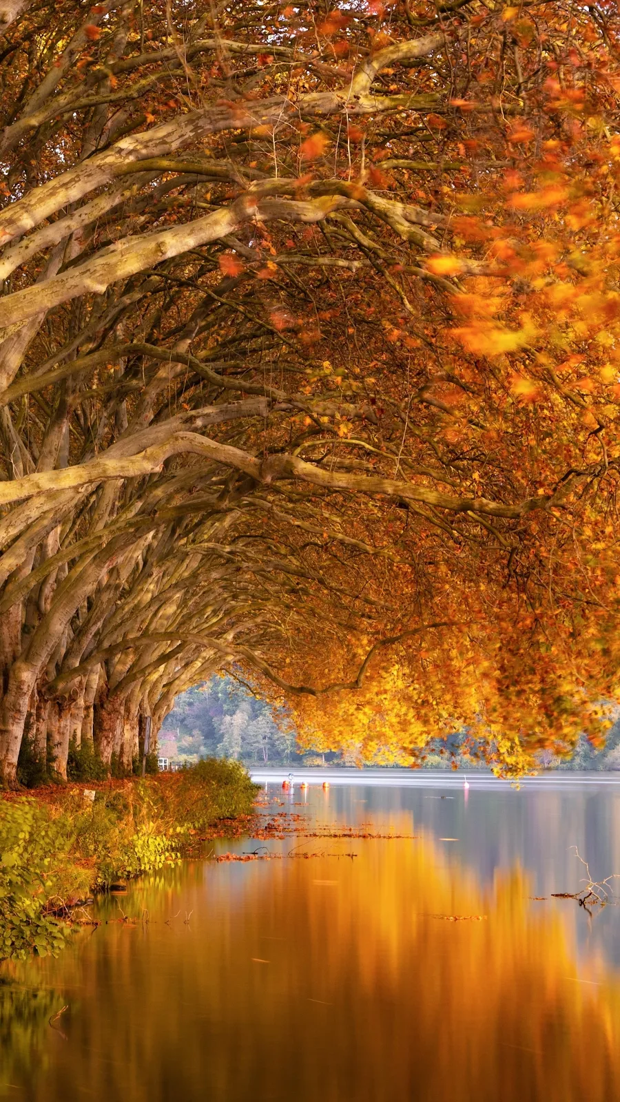 Autumn Trees Orange Lake 4K iPhone Wallpaper Background [2160x3840] Free Download