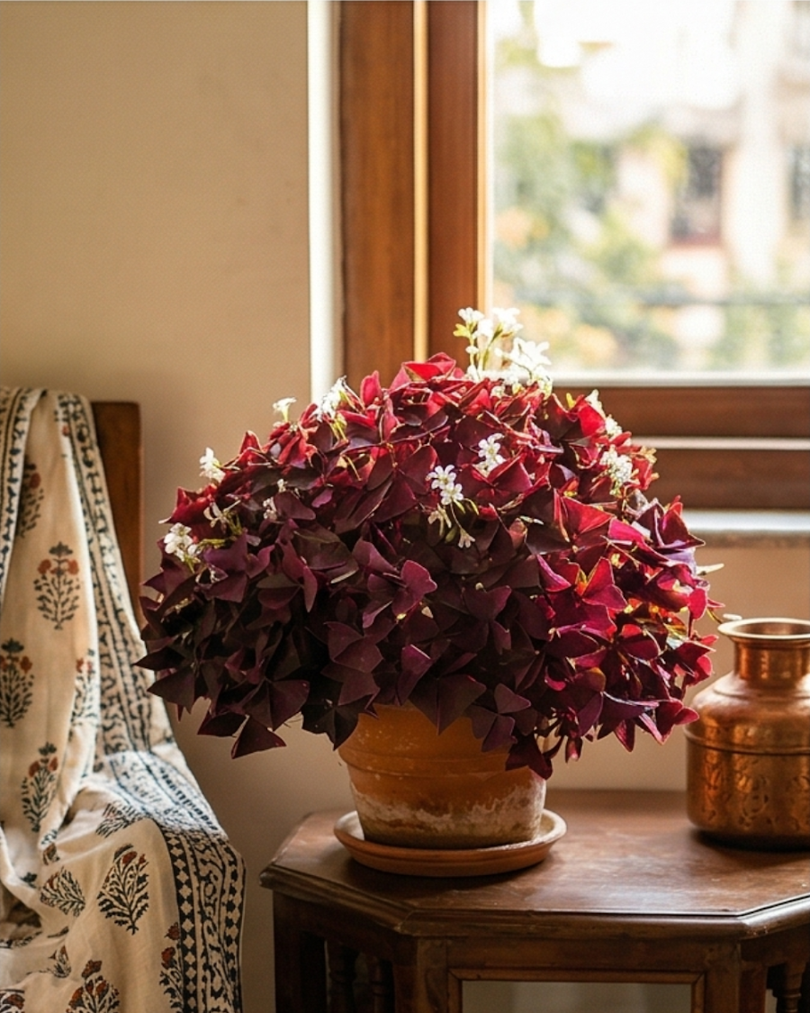 Oxalis Purple Plant — view 3