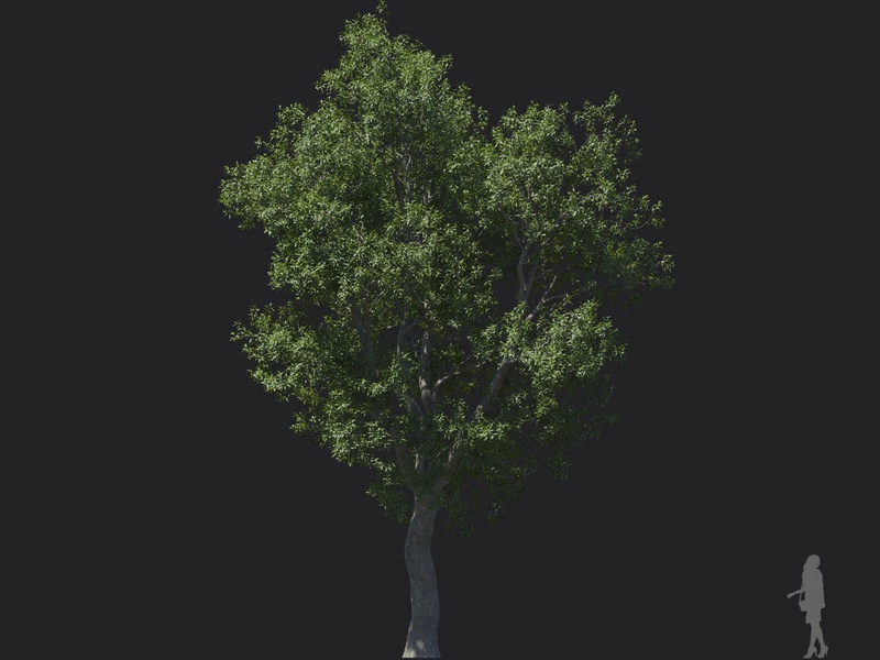 Maxtree - Plant Models Vol.121