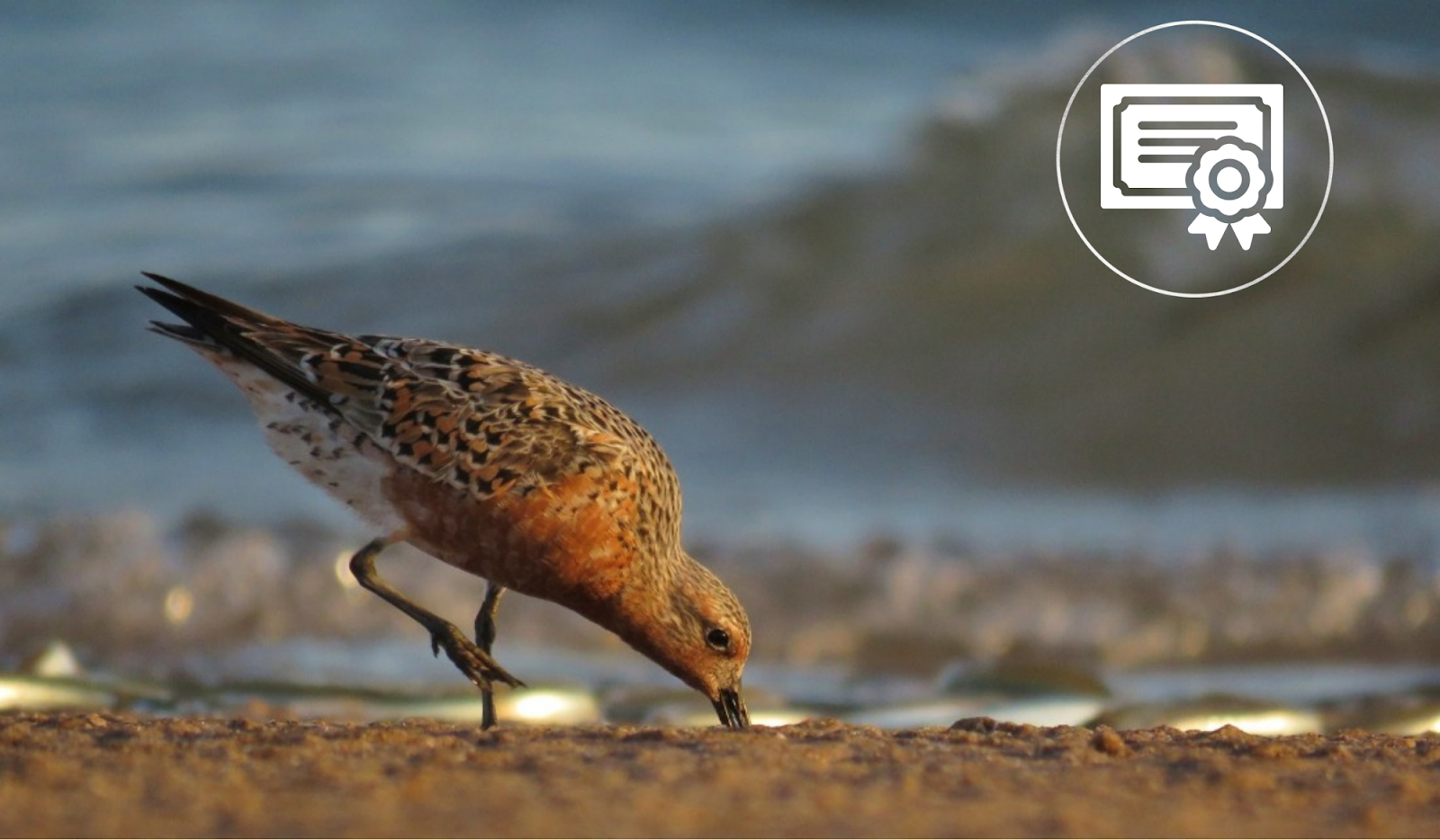 Curso destacado: Las Aves Playeras y Humedales. Estrategias de Enseñanza para su Conservación
