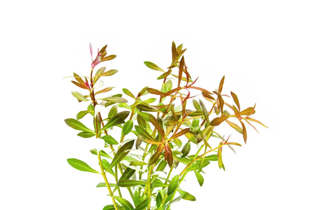Ludwigia arcuata- Dark red