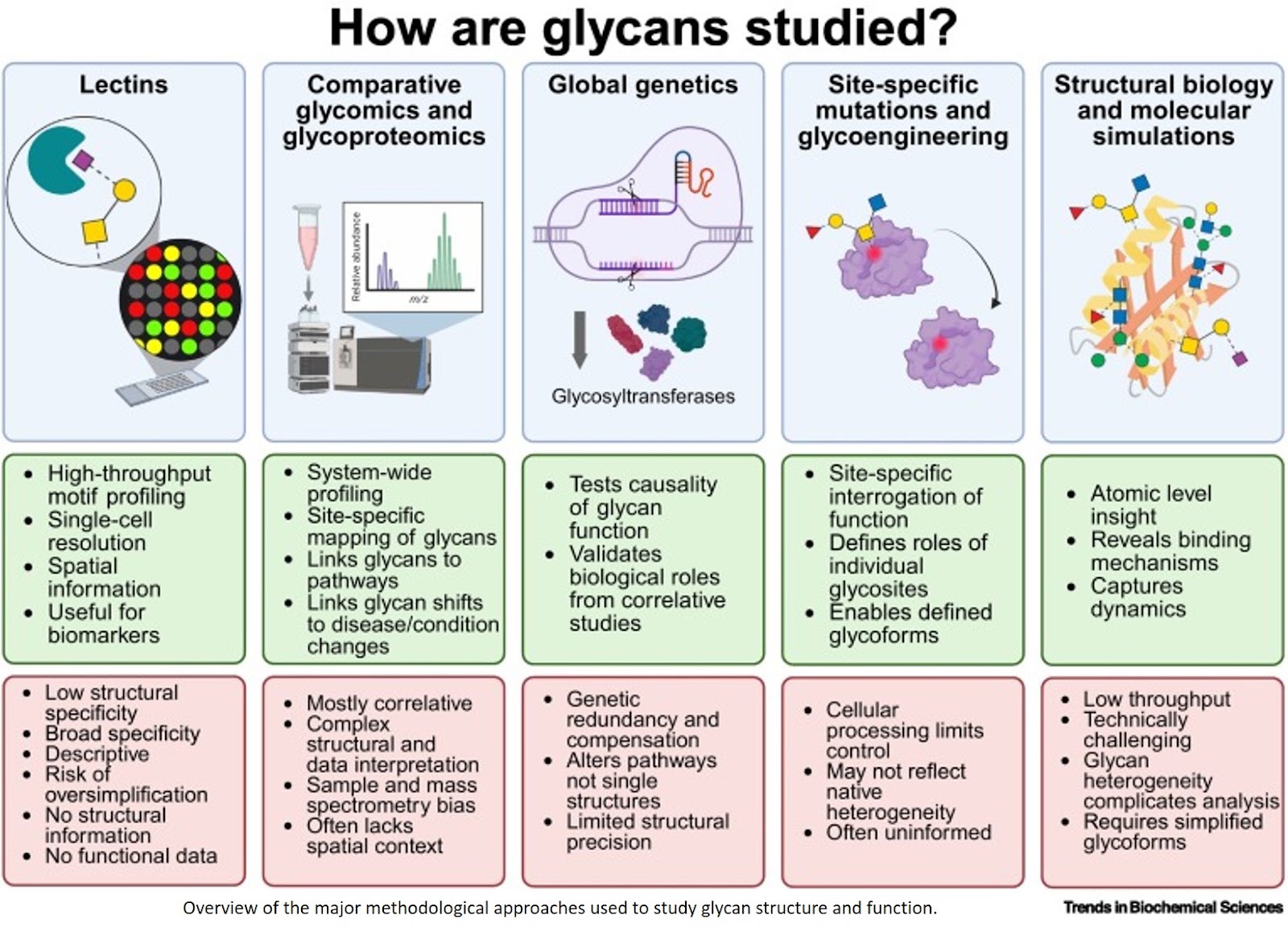 Understanding glycan function