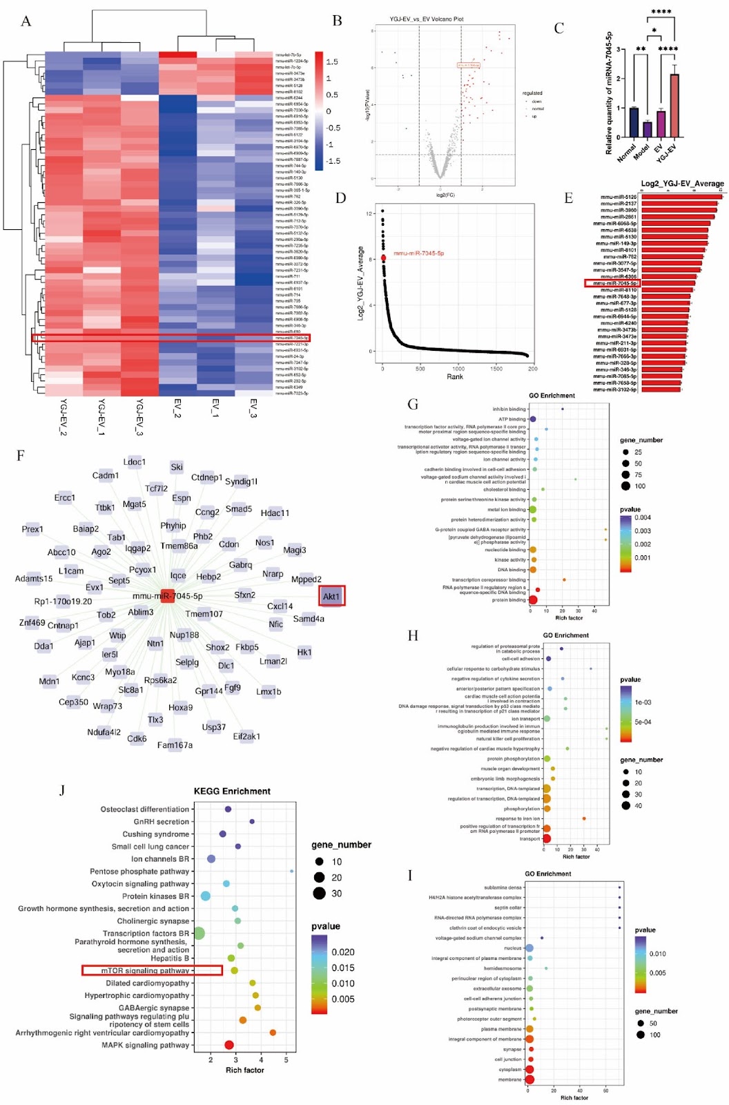 Extracellular vesicles from Yiguanjian-primed bone-marrow mesenchymal stem cells ameliorate chronic liver fibrosis via miR-7045-5p