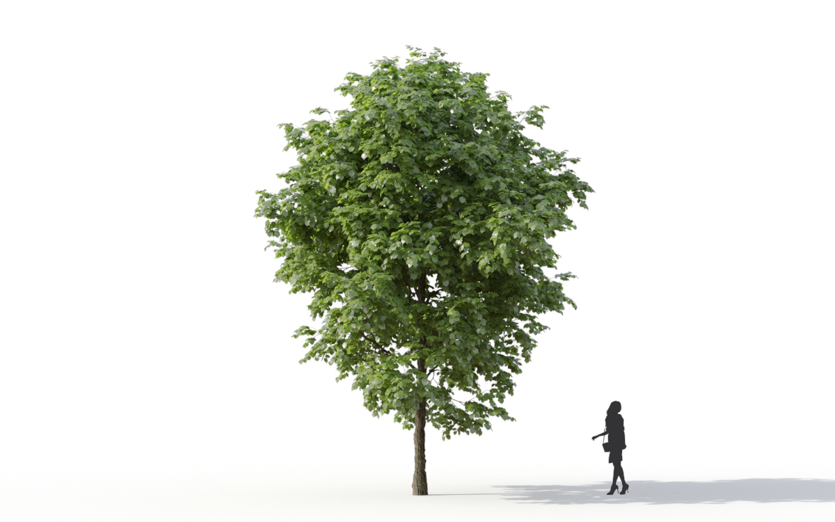 Maxtree - Plant Models Vol.11