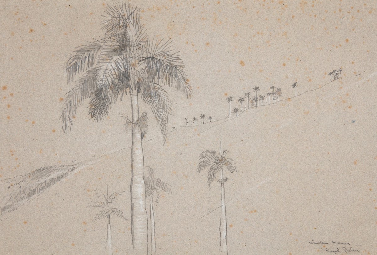 Royal Palm Cuba 1885
