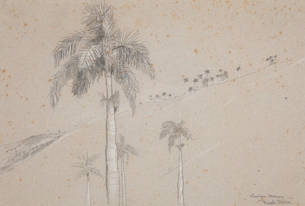 Royal Palm Cuba 1885