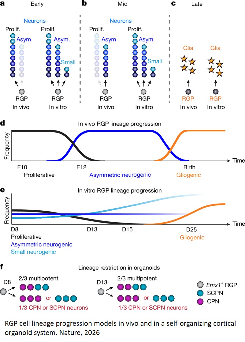 A new organoid model of the cerebral cortex