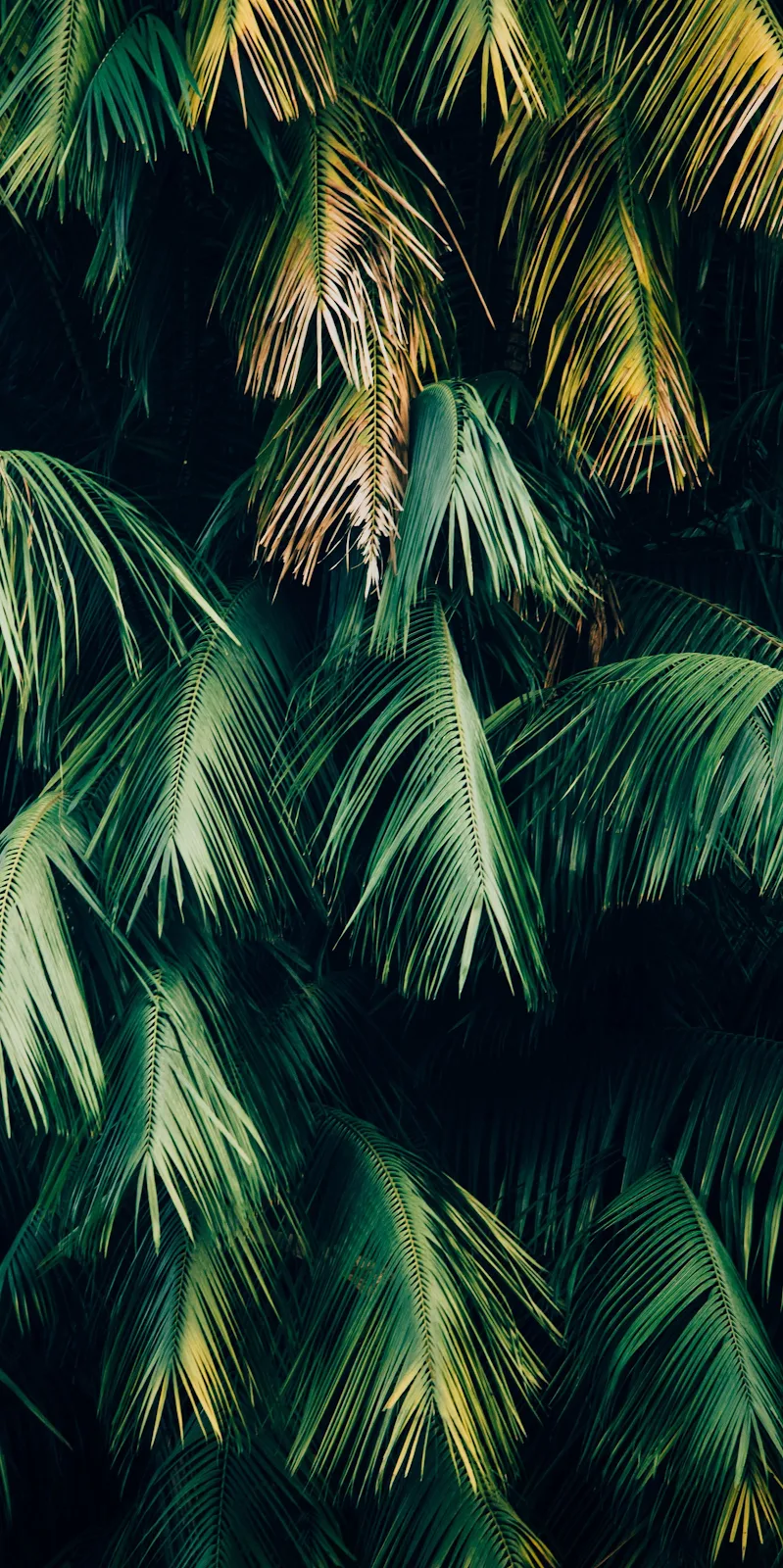 A Cool Jungle Minimalist, Soundcloud, Green, Leaf, Plant 4K iPhone Wallpaper for Free Download in High Quality [2460x4928]