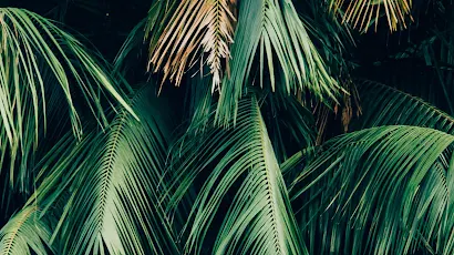 Jungle Minimalist, Soundcloud, Green, Leaf, Plant 4K iPhone Wallpaper Background